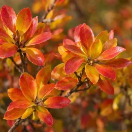 Enkianthus (Enkianthus campanulatus) — rameaux couverts de feuilles rouges et orangées