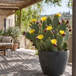 Cactée (Opuntia bentonii) — cactus en pot avec fleurs jaunes sur terrasse · Photo d'illustration