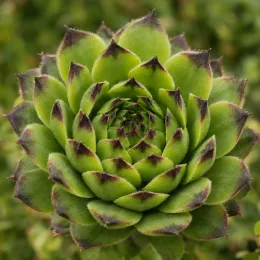 Joubarbe à rosette vert pointes noires 'Appletini' (Sempervivum) — rosette succulente verte aux pointes sombres, gros plan · Photo d'illustration