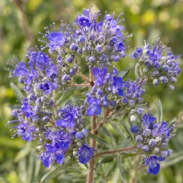 Caryopteris mongholica — grappes de petites fleurs bleues sur tiges · Photo d'illustration