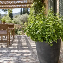 Mélisse citronnelle (Melissa officinalis) — grand plant feuillu en pot sur terrasse · Photo d'illustration