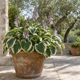 Hosta 'Fortunei patriot' — touffe de feuillage panaché en pot terracotta avec hampes fleuries · Photo d'illustration