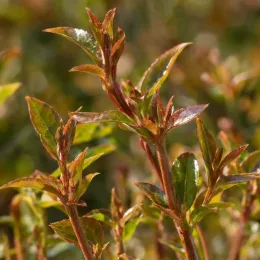 Abelie à grandes fleurs nain 'Prostrata' (Abelia × grandiflora) — Photo d'illustration, photo 4
