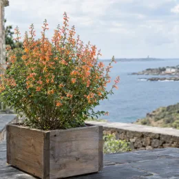 Sauge à petites feuilles 'Orange' (Salvia microphylla) — arbuste fleuri orange en bac sur terrasse côtière