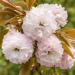 Cerisier du japon 'Shirofugen' (Prunus serrulata) — gros plan de fleurs doubles blanches et roses