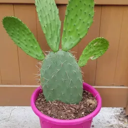 Nopal de cerro 'Blanca cristalina' (Opuntia lasiacantha) — cactus aux cladodes vertes dans pot rose · Pot 5L