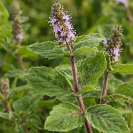 Menthe rouge 'Var raripila var. raripila' (Mentha rubra) — tiges dressées avec épis de petites fleurs mauves · Photo d'illustration