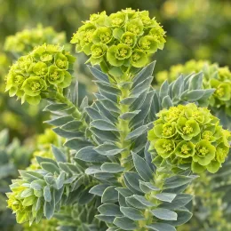 Euphorbe de corse (Euphorbia myrsinites) — inflorescences vert jaune au-dessus de feuilles épaisses · Photo d'illustration