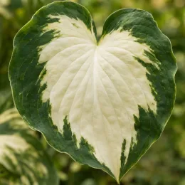 Lis plantain 'Fire and ice' (Hosta) — gros plan sur grande feuille panachée en cœur · Photo d'illustration