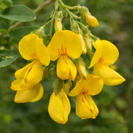 Arbre à vessies (Colutea arborescens) — grappe de grandes fleurs jaunes pendantes