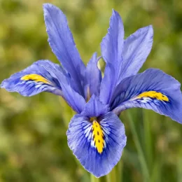 Iris nain naturalisable 'Louise' (Iris reticulata) — fleur violette aux pétales nervurés jaunes et blancs · Photo d'illustration