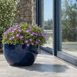 Pourpier vivace 'Canton loup' (Delosperma cooperi) — pot rond bleu avec plante fleurie violette · Photo d'illustration