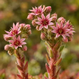 Joubarbe autumn apple 'Chick charms autumn apple' (Sempervivum) — grappes de petites fleurs étoilées roses · Photo d'illustration