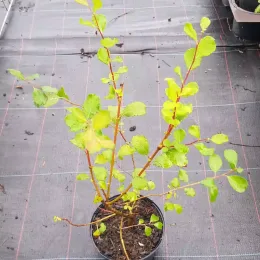 Saule à oreillettes (Salix aurita) — jeune arbuste ramifié en pot noir · Pot 2.5L