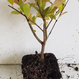 Grand grenadier à fruit 'Provence' (Punica granatum) — jeune plant ramifié en godet, racines apparentes