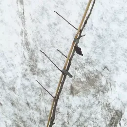 Poirier d'ornement de chine (Pyrus calleryana) — jeune tige ligneuse dressée aux rameaux nus · Pot 8L Baliveau