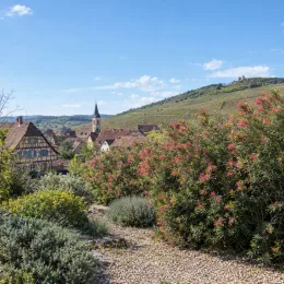 Grevillea (Grevillea rosmarinifolia) — grand arbuste fleuri devant village et vignoble