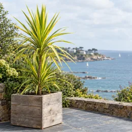 Cordyline 'Sundance' (Cordyline australis) — plante graphique en bac bois devant la mer · Photo d'illustration