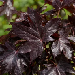 Érable plane 'Crimson sentry' (Acer platanoides) — feuilles palmées pourpres en gros plan