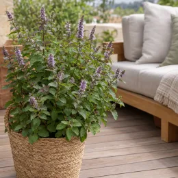 Menthe earl grey 'Earl grey' (Mentha × piperita) — grand plant aromatique en pot sur terrasse · Photo d'illustration
