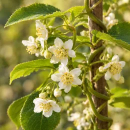 Kiwaï 'Rote potsdamer' (Actinidia arguta) — grappes de petites fleurs blanches sur tiges grimpantes