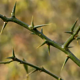 Poncirus kryder 'Kryder' (Poncirus trifoliata) — gros plan sur rameau vert très épineux · Photo d'illustration