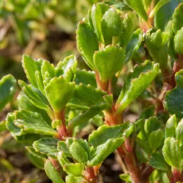 Orpin de takeshima (Sedum takesimense) — feuillage vert succulent en gros plan lumineux · Photo d'illustration