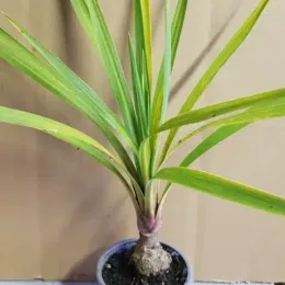Cordyline australe 'Peko' (Cordyline australis) — jeune plant tropical en pot de pépinière · Godet