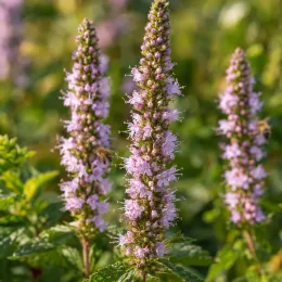 Menthe madagascar 'Madagascar' (Mentha) — épis floraux mauves dressés parmi un feuillage vert · Photo d'illustration