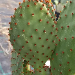 Oponce lubrifiée (Opuntia lubrica) — raquettes de cactus vertes avec aréoles rouges