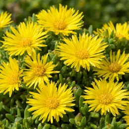 Pourpier vivace (Delosperma nubigenum) — fleurs jaunes étoilées sur coussin de feuillage · Photo d'illustration