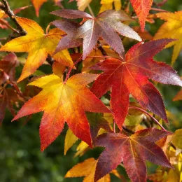 Copalme d'amérique 'Moraine' (Liquidambar styraciflua) — feuilles palmées aux couleurs automnales variées · Photo d'illustration