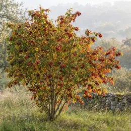 Cornouiller mâle à gros fruits 'Schönbrunner gourmet dirndl' (Cornus mas) — arbuste dressé couvert de petits fruits rouges · Photo d'illustration