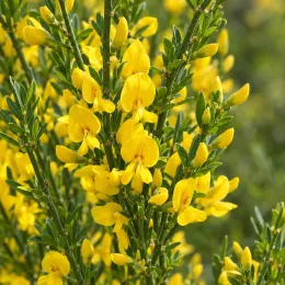 Genêt 'Burkwoodii' (Cytisus) — grappes serrées de fleurs jaunes et feuillage vert · Photo d'illustration