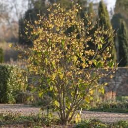 Chimonanthe précoce (Chimonanthus praecox) — arbuste fleuri aux petites fleurs claires en massif