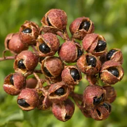 Poivrier (Zanthoxylum nitidum) — grappe de capsules sèches brun rouge à graines noires · Photo d'illustration