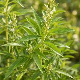 Verveine citronnelle (Aloysia citriodora) — feuillage vert allongé avec petites fleurs blanches · Photo d'illustration