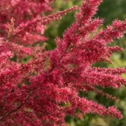 Tamaris d'été 'Rubra' (Tamarix ramosissima) — longues grappes plumeuses de fleurs rose vif · Photo d'illustration