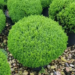 Véronique arbustive 'Green globe' (Hebe) — buisson arrondi vert vif sur graviers · Pot 3L Touffe