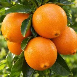 Oranger navel 'Chislett summer navel' (Citrus sinensis) — groupe d’agrumes mûrs sur branches feuillues · Photo d'illustration