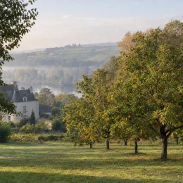 Châtaigner d’henry (Castanea henryi) — alignement d’arbres en verger près d’une rivière · Photo d'illustration