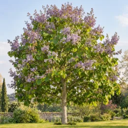 Paulownia 'April light' (Paulownia fortunei) — grand arbre fleuri isolé dans un jardin · Photo d'illustration