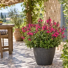 Sauge gregii 'Mirage hot pink rose vif' (Salvia gregii) — grand pot de terrasse avec plante fleurie rose · Photo d'illustration