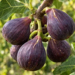 Figuier 'Violette normande' (Ficus carica) — gros plan sur plusieurs figues mûres