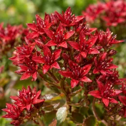 Orpin bâtard pourpre 'Coccineum atropurpureum' (Sedum spurium) — grand plan de petites fleurs étoilées rouges · Photo d'illustration
