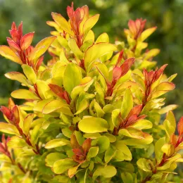 Épine-vinette de thunberg 'Maria' (Berberis thunbergii) — feuillage jaune vif aux jeunes pousses rouges · Photo d'illustration