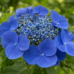 Hortensia 'Blaumeise' (Hydrangea macrophylla) — gros plan d’inflorescence plate bleue · Photo d'illustration