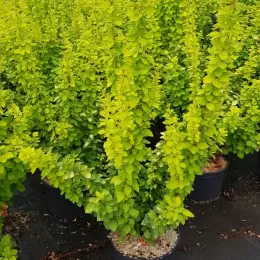Épine-vinette de thunberg 'Maria' (Berberis thunbergii) — arbuste dressé au feuillage vert clair en pot · Pot 3L Touffe