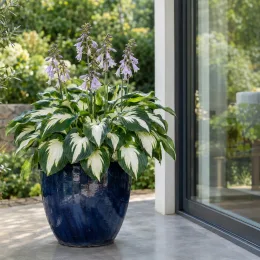 Lis plantain 'Fire and ice' (Hosta) — feuillage panaché avec hampes florales violettes sur terrasse · Photo d'illustration