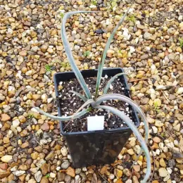 Yucca banane 'Ssp baccata' (Yucca baccata) — jeune plant élancé en pot noir carré · Pot 3L Touffe